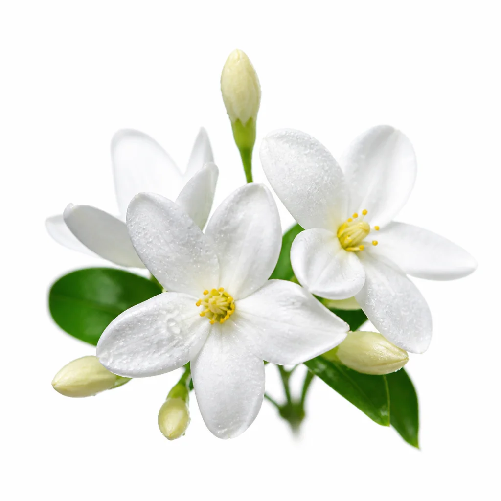 Jasmine