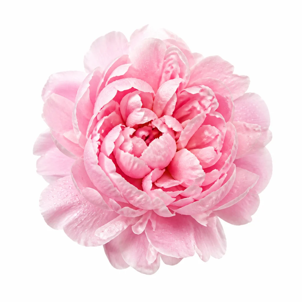 Peony