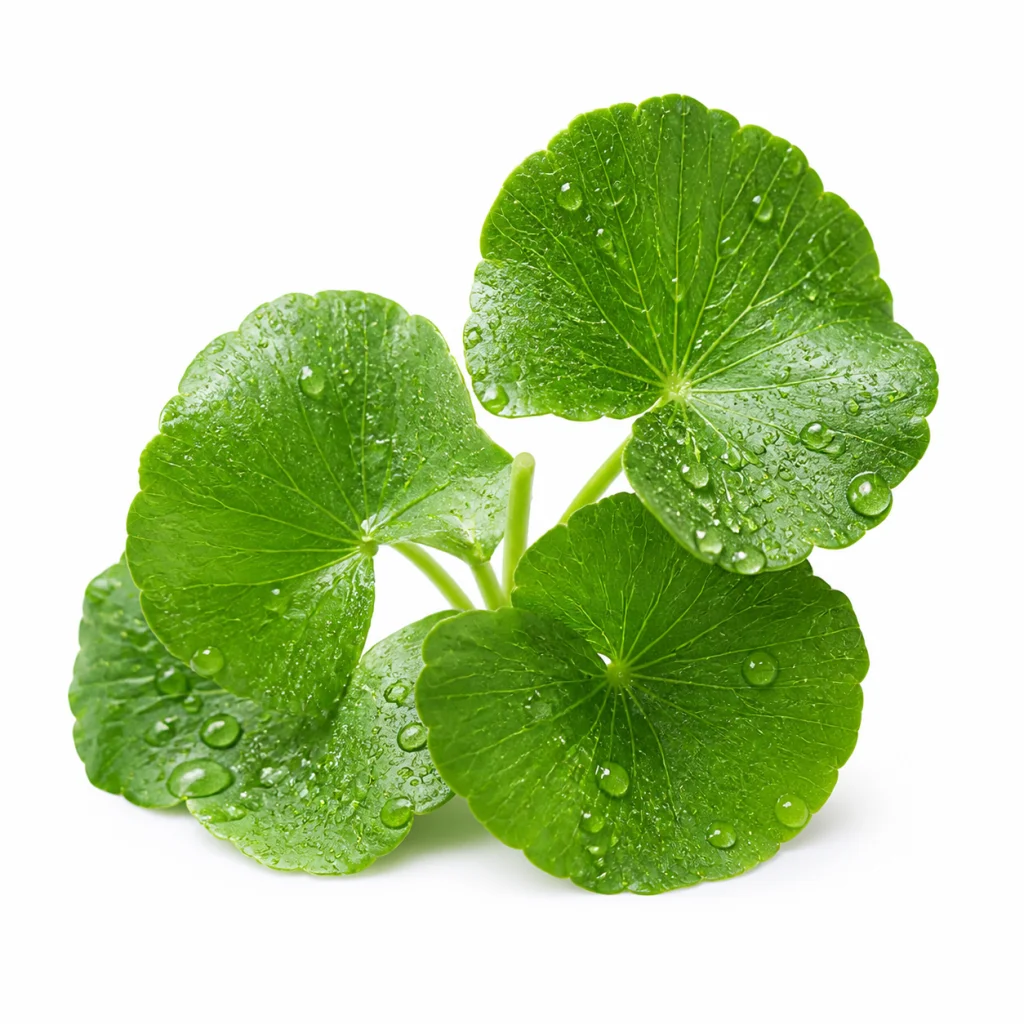 Centella Asiatica
