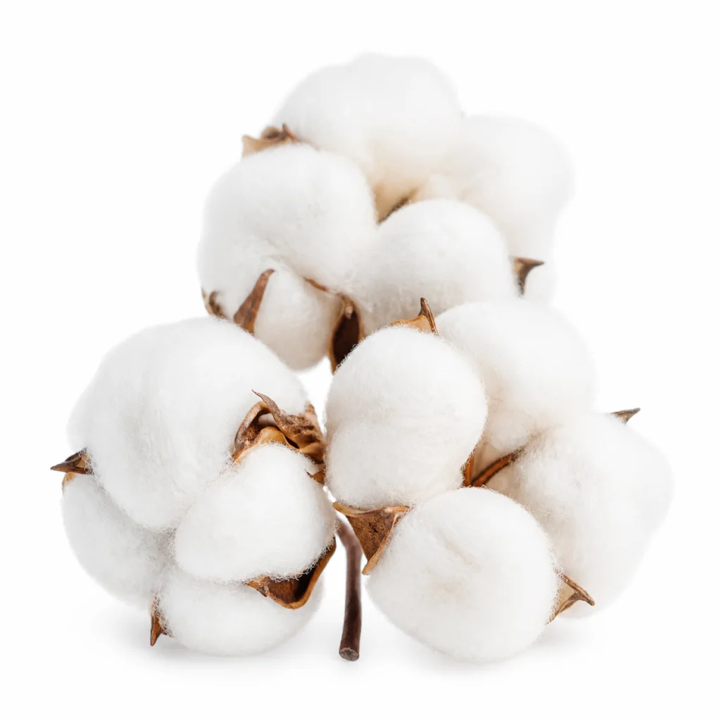 Cotton Extract