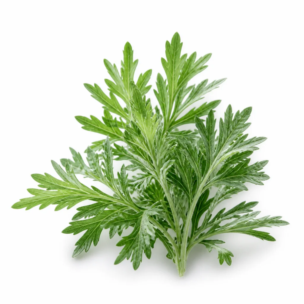 Mugwort